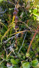 Leptarrhena pyrolifolia