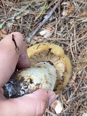 Russula fragrantissima