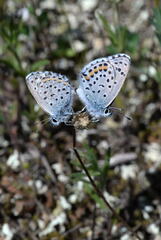 Pseudophilotes baton