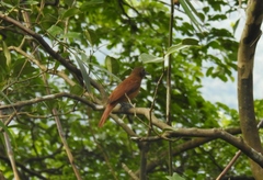 Tachyphonus coronatus