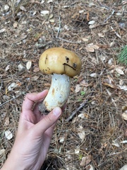 Russula fragrantissima