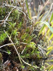 Polytrichum longisetum