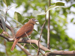 Tachyphonus coronatus