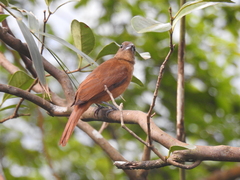 Tachyphonus coronatus