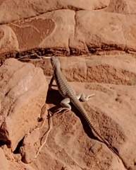 Dipsosaurus dorsalis