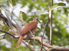 Tachyphonus coronatus