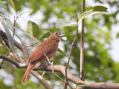 Tachyphonus coronatus