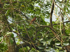 Tachyphonus coronatus