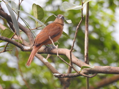 Tachyphonus coronatus