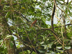 Tachyphonus coronatus