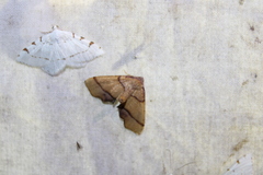 Plagodis phlogosaria