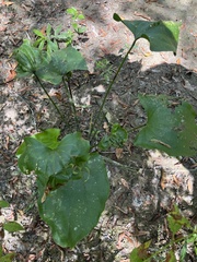 Echinodorus cordifolius