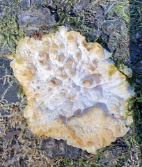 Phlebia radiata