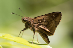Psoralis stacara