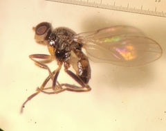 Oscinellinae