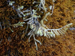 Racomitrium lanuginosum