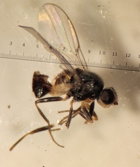 Oscinellinae
