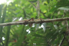 Basiliscus