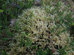 Rhytidiadelphus loreus