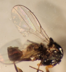 Oscinellinae