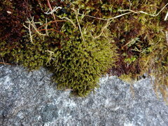 Racomitrium fasciculare