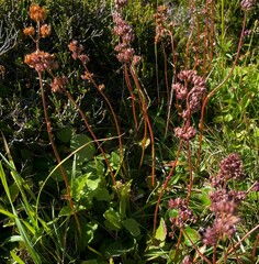 Leptarrhena pyrolifolia