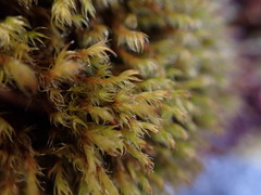 Racomitrium fasciculare