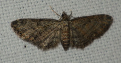 Eupithecia inturbata