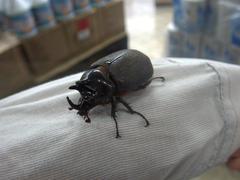 Heterogomphus mniszechi