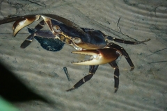Pseudothelphusidae