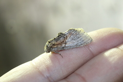 Peridea basitriens