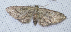 Eupithecia inturbata