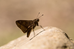 Psoralis stacara