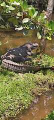 Caiman crocodilus