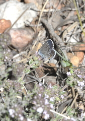 Pseudophilotes baton