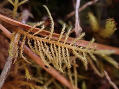 Kindbergia praelonga