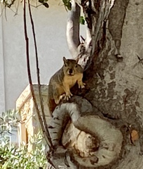 Sciurus niger