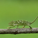 Indian Chameleon - Photo (c) Sharma BC, some rights reserved (CC BY-NC), uploaded by Sharma BC