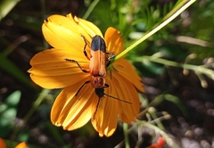 Chauliognathus profundus