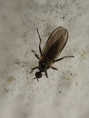 Rhamphomyia