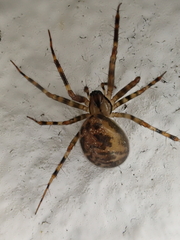 Lepthyphantes minutus