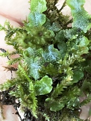 Conocephalum conicum