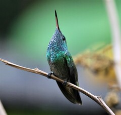 Chrysuronia versicolor