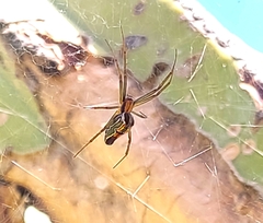 Mecynogea lemniscata