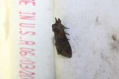 Dasylophia thyatiroides