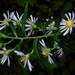 Swamp Aster - Photo (c) Michael J. Papay, some rights reserved (CC BY), uploaded by Michael J. Papay