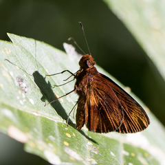 Miltomiges cinnamomea