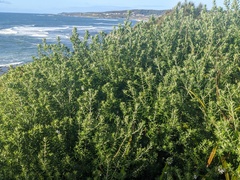 Westringia fruticosa