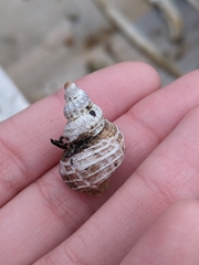 Trichotropis cancellata