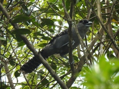 Batara cinerea